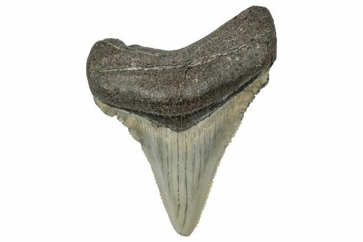Serrated Angustidens Tooth - Megalodon Ancestor #340364